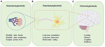 Tau-Mediated Dysregulation of Neuroplasticity and Glial Plasticity